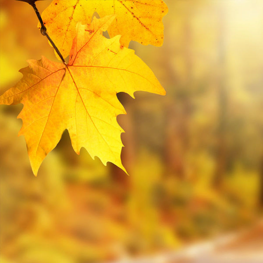 Free Autumn Wallpapers to Transform Your Phone This Autumn